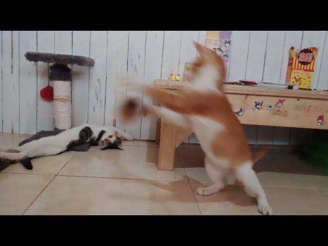 Funny cute kitten playing with toys || funny orange cat