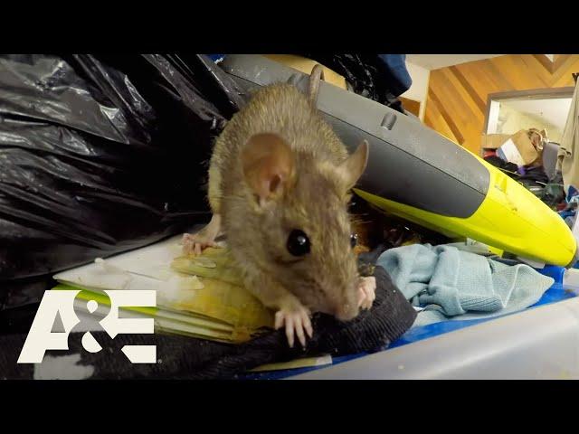 Hoarders: Rodents Infestations - Rats Run Rampant COMPILATION | A&E