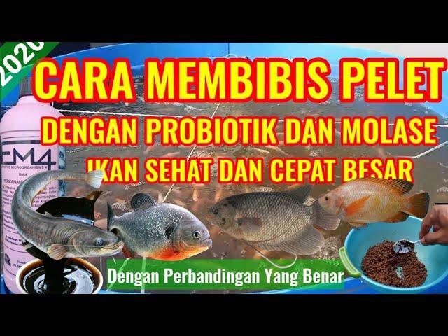 CARA MEMBIBIS PELET IKAN DENGAN EM4 DAN MOLASE