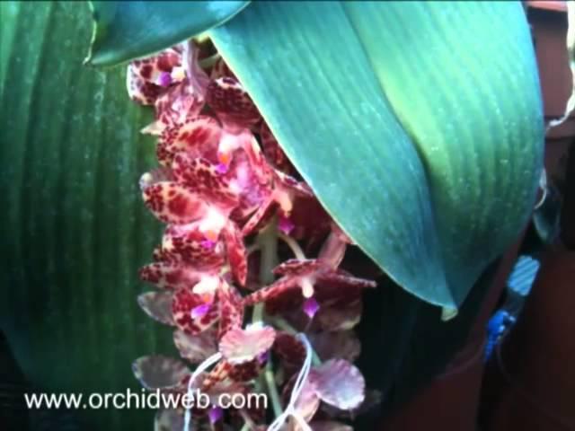 OrchidWeb - Phal. gigantea