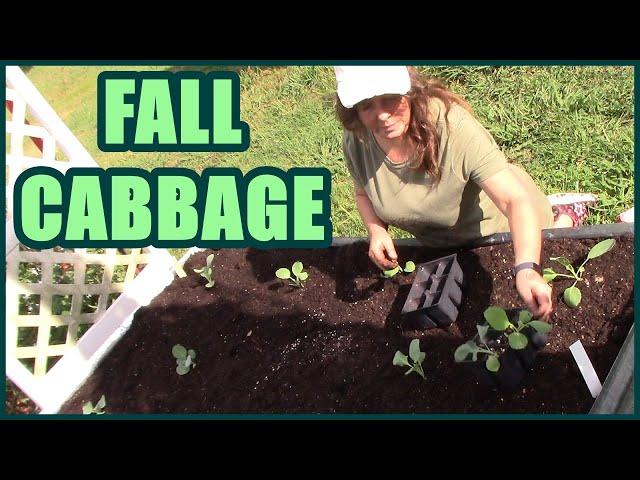 How To Plant Fall Cabbage | Fall Raised Bed Gardening