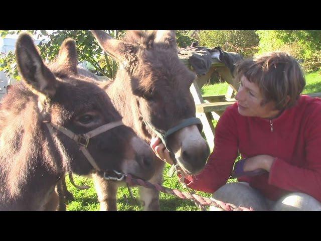 Training The Miniature Donkeys For Therapeutic Riding