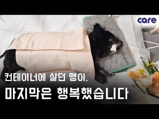 10년간 컨테이너 아래에서 살던 맹이의 마지막