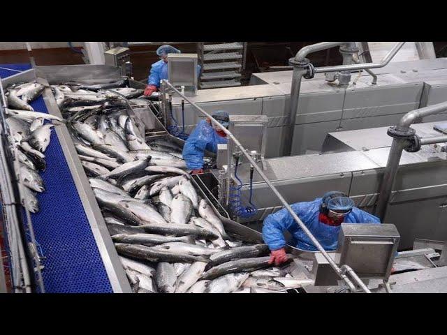 Amazing Farming and harvesting of salmon - Automatic salmon Processing Line Modern Technology