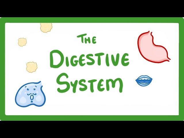 GCSE Biology - Digestive System  #18