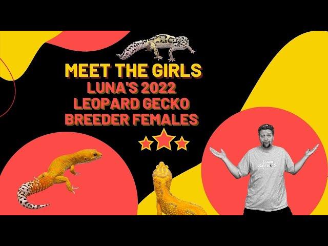Meet The Girls | Luna's 2022 Leopard Gecko Breeder Females