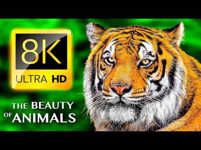 THE BEAUTY OF ANIMALS 8K ULTRA HD