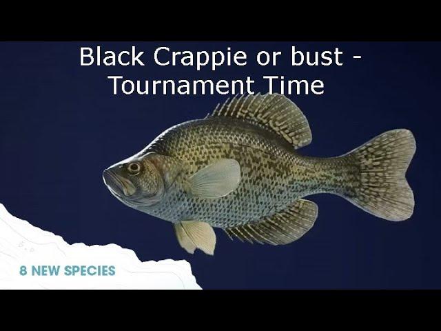 BLACK CRAPPIE!!! - working on getting my diamond for CJO The Hunter tournament