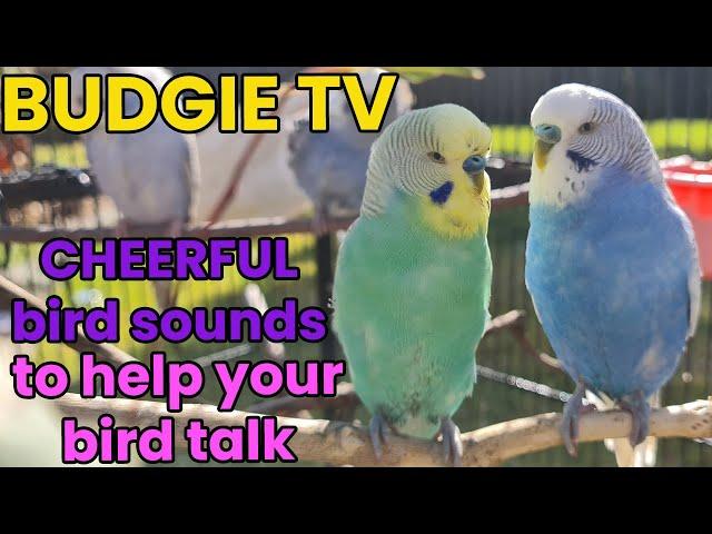 BUDGIE TV - Happy Australian Budgie Sounds Great for Lonely Birds