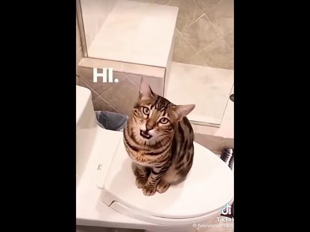 Videos to prove that cats can talk