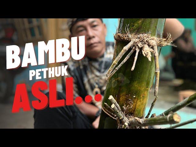 BAMBU PETHUK AASLI SEBESAR POHON KELAPA MASIH HIJAU