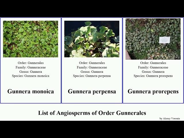 List of Angiosperms of Order Gunnerales giant haha umbrella mexicana rhubarb macrophylla poorman