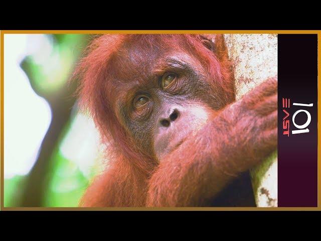  The Orangutan Whisperer | 101 East