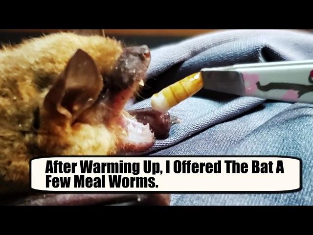 Caring for a Mexican Free-Tailed Bat!