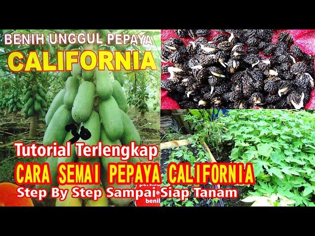 SERING GAGAL SEMAI PEPAYA CALIFORNIA ‼️IKUTI LANGKAI INI DI JAMIN CEPAT TUMBUH