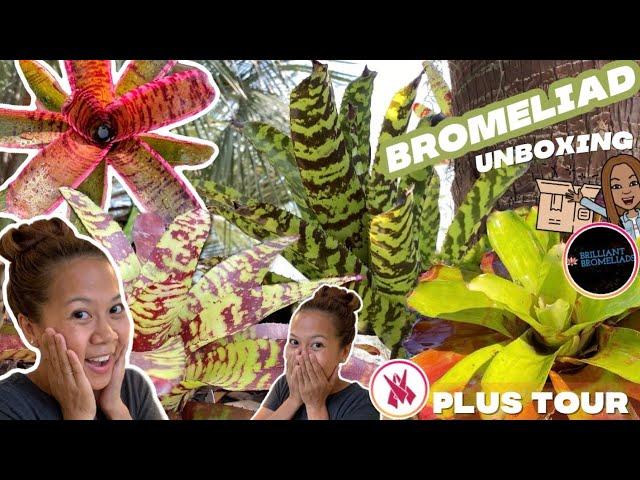 Rare Bromeliad Unboxing  & Bromeliad Garden TOUR | A girl with a garden