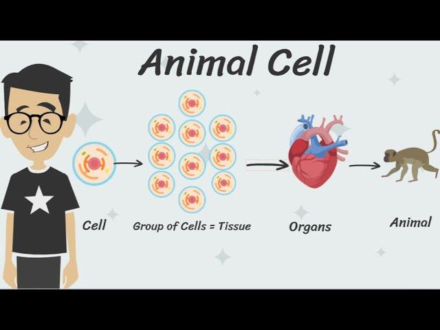 Kids Animation on Animal Cell #kidslearning #sciencefacts