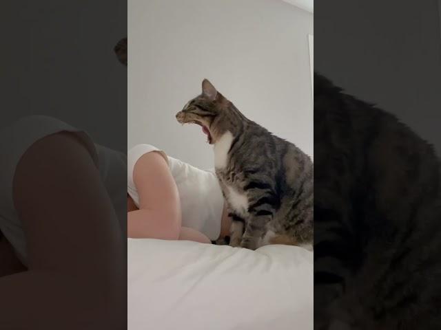 How my cat woke me up today