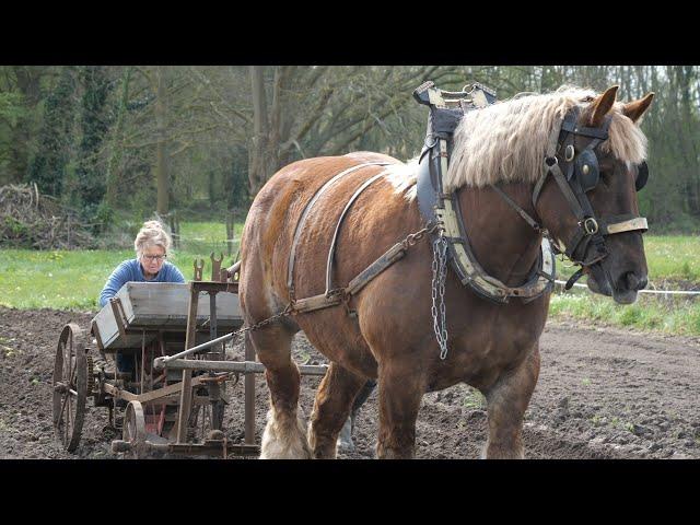 Rural heritage: Planting potatoes like our grandparents