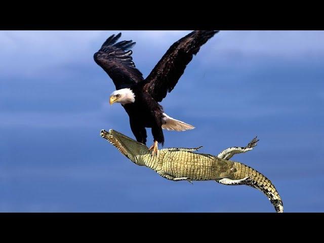 The Best Of Eagle Attacks 2018 - Most Amazing Moments Of Wild Animal Fights! Wild Discovery Animals