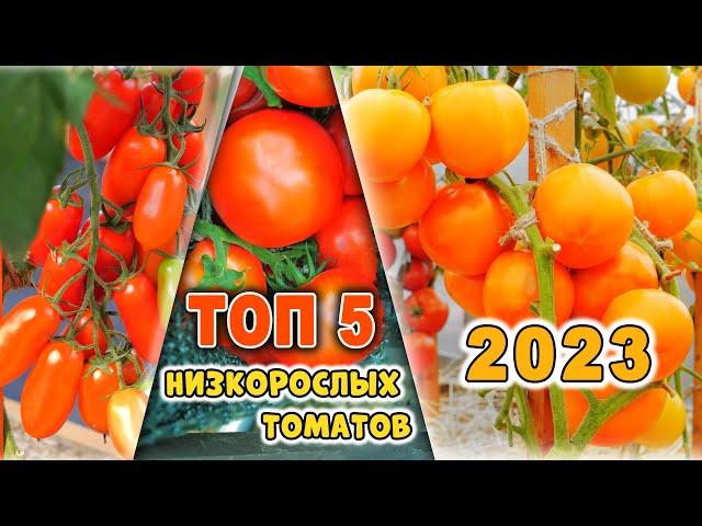 САМЫЕ УРОЖАЙНЫЕ НИЗКОРОСЛЫЕ ТОМАТЫ. Мой ТОП 5 детерминантных томатов 2023