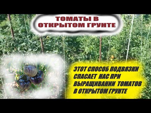 Как подвязать высокорослые томаты в открытом грунте Высота кустов не помеха