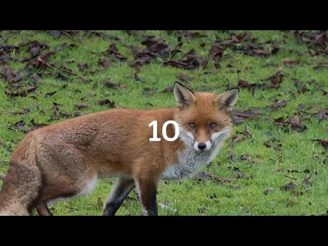 Top 10 Fox Images I Found On The internet