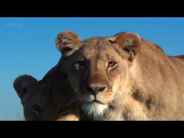 David Attenborough's Animals of Africa Migration