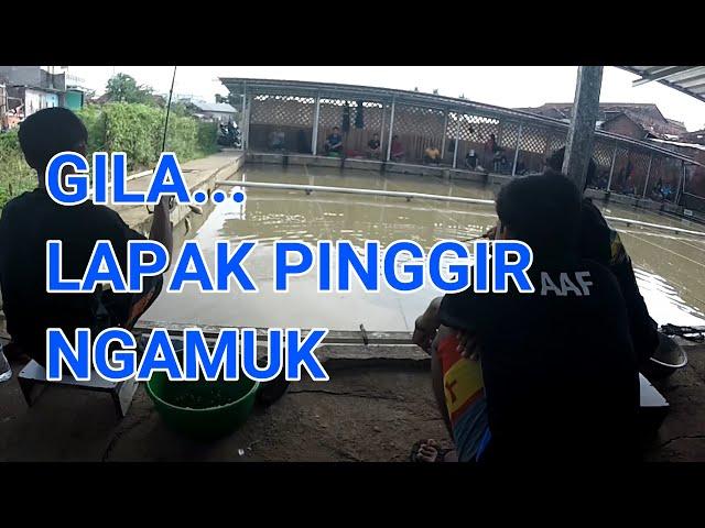 MANCING IKAN MAS GILA LAPAK PINGGIR NGAMUK JUARA 1