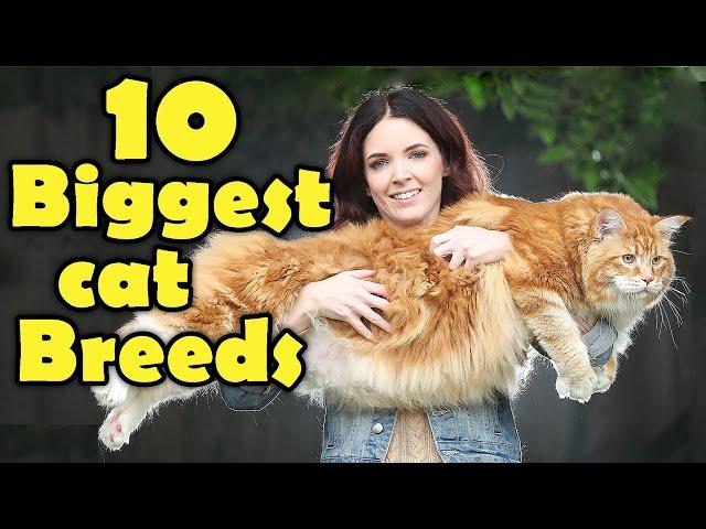 10 Of The Biggest Cat Breeds - Perfect For Kids Learning About Animals!