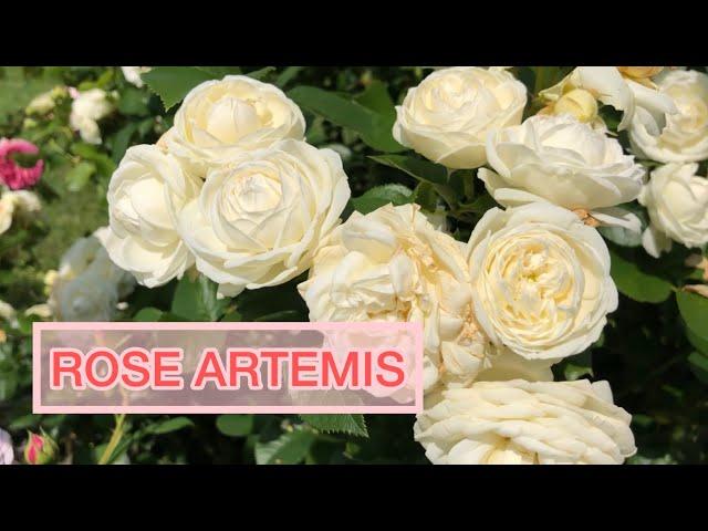 Роза #1 среди белых роз в моём саду | Rose Artemis