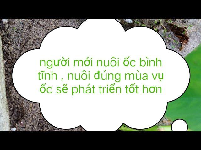 người bắt đầu nuôi ốc miền bắc cần tìm hiểu kỹ......