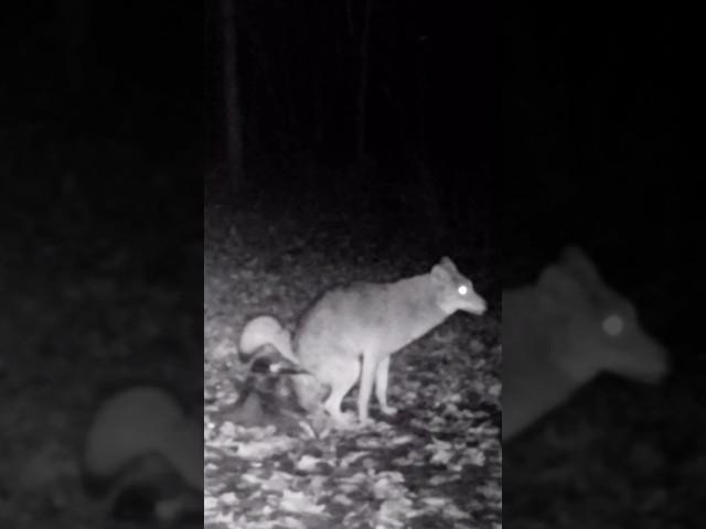 Coyote to Fox--"Hold my beer!" #comedy #shorts #nature #wildlife