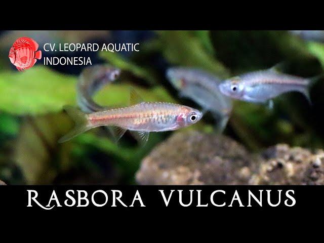 Rasbora Vulcanus. The fish that call VOLCANO its home! (Leopard Aquatic T015A)