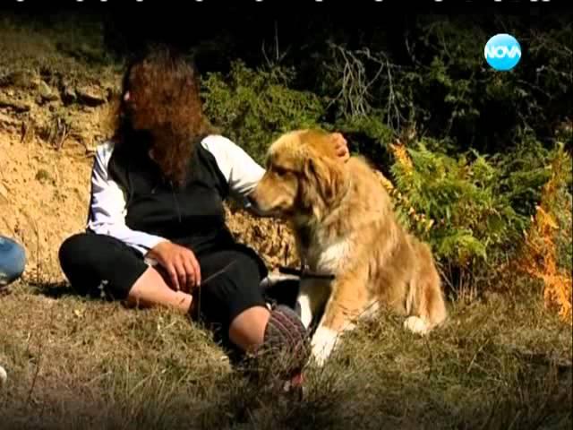 Темата на Нова - Българско овчарско куче