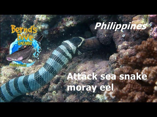 Snake attack Moray eel - Sea Snake - Sea ​​serpent - Bernds Dive Safaris