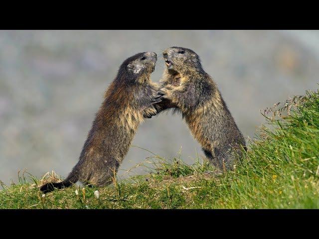 Animals fighting – Alpine marmot (Marmota marmota)