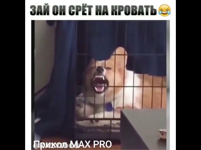 Зай он срёт на кравать