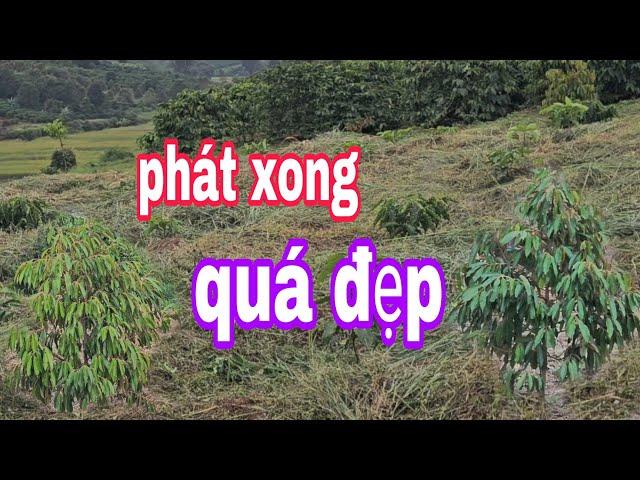 (quá Đẹp)Toàn Cảnh Khu Vườn CÀPHÊ Con Của VC Đồng Hải