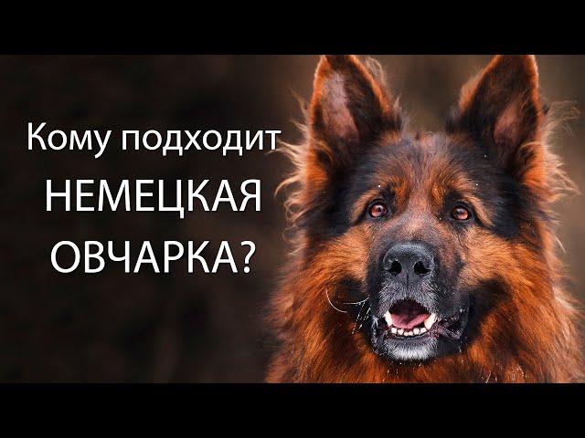 Кому подходит НЕМЕЦКАЯ ОВЧАРКА? GERMAN SHEPHERD