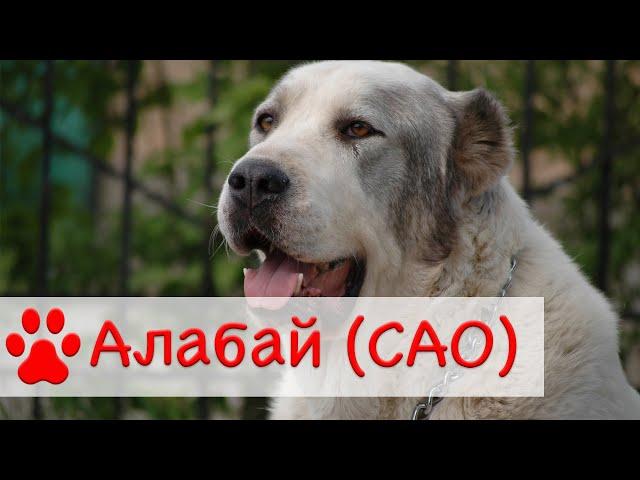 Алабай | Среднеазиатская овчарка | Все о породе