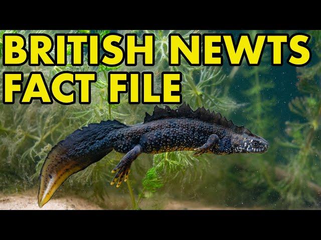 British Newts: Fact Files (British Wildlife Facts)