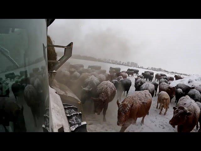 Cow BED Rodeo #chase #snow