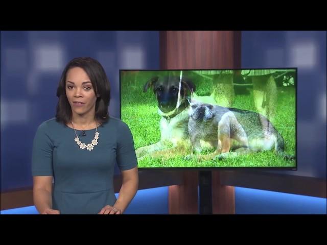 "Mission PAWSIBLE" finds pets a new home