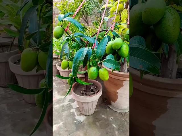 Mango plant in pot Fast Fruiting | Full video on My chenel |  Mango