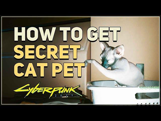 How to get Secret Cat Pet Cyberpunk 207