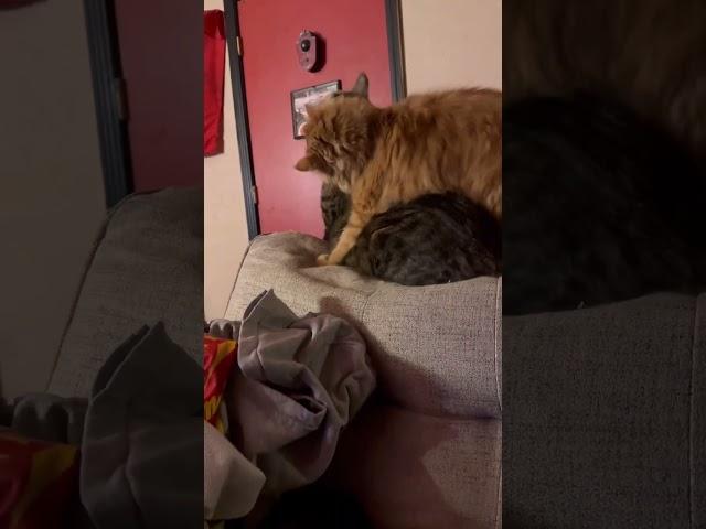 Cats fighting over the best spot on the couch!