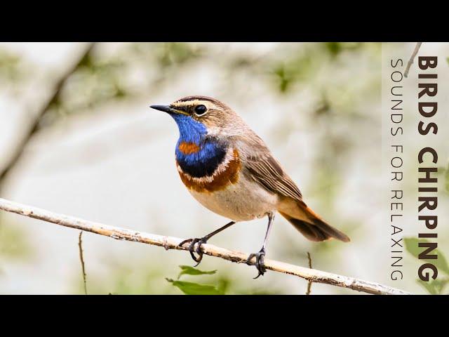 Birds Singing - No Music, Bird Sounds Relaxation, Soothing Nature Sounds, Birds Chirping