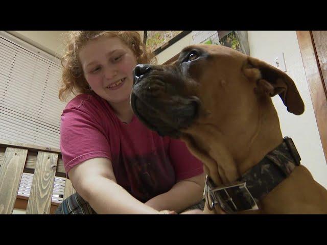 Dog swallows fork eating pumpkin pie