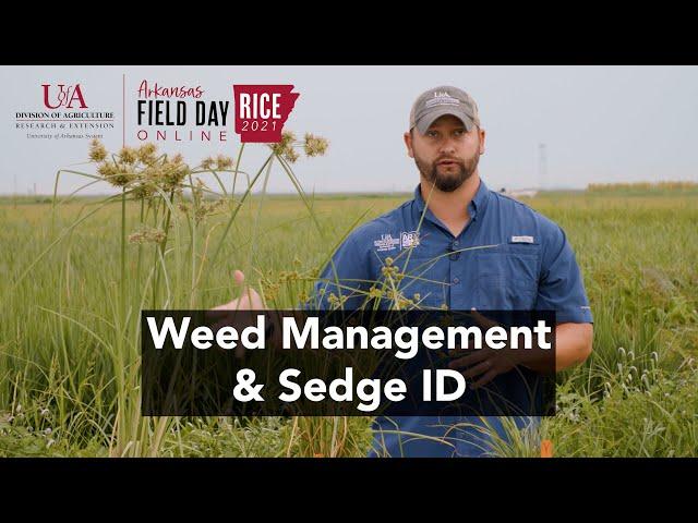 2021 Arkansas Rice Field Day: Weed Control & Sedge Identification